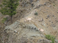 Mountain goats